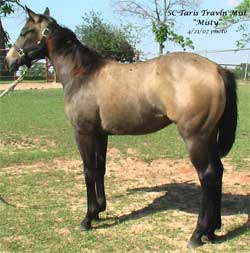 SC Taris Travln Mist